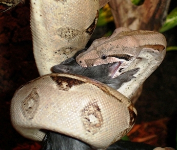 Boa constrictor stopping the circulatory system of a rodent